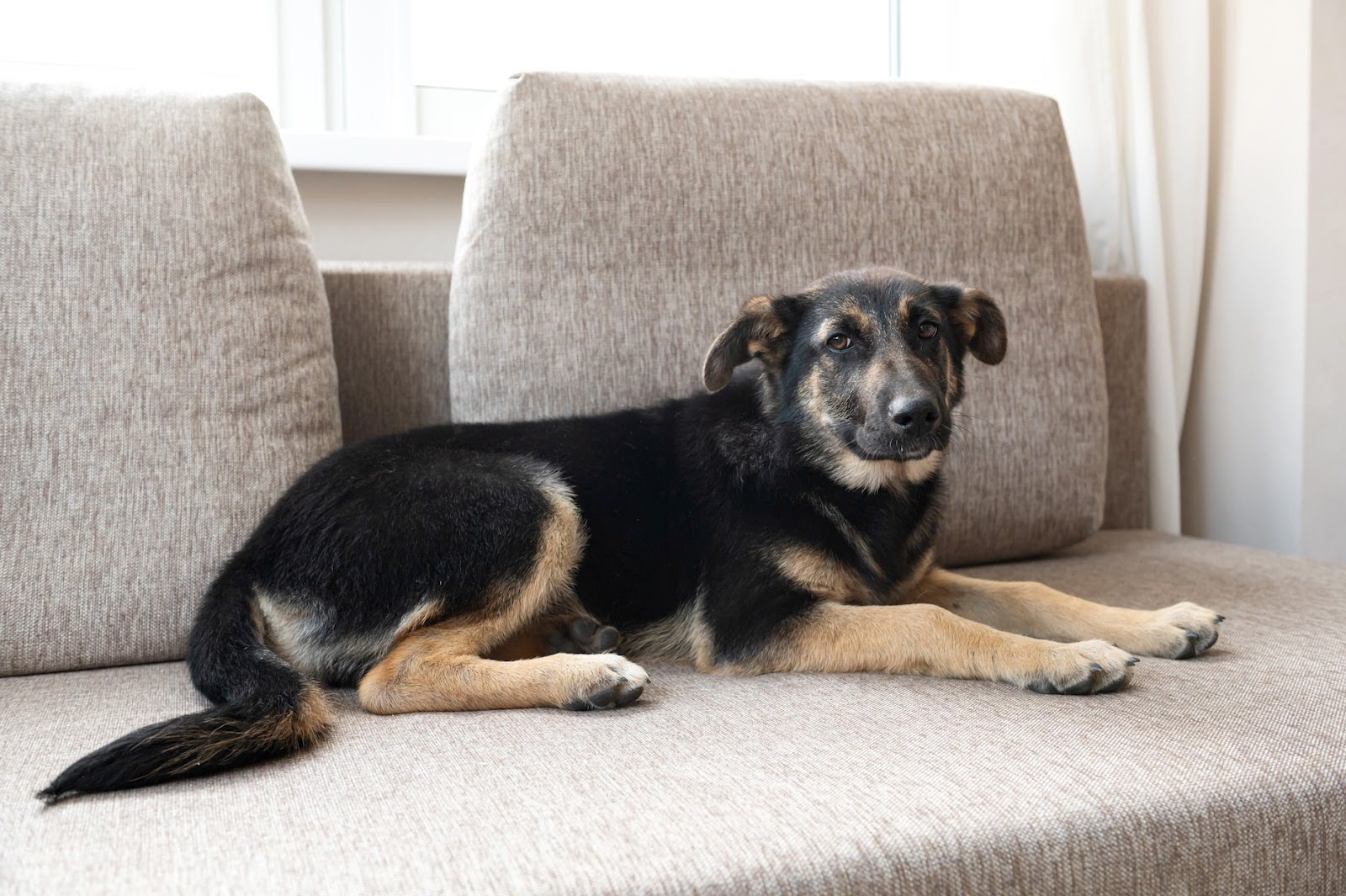 How to Get Dog Pee Smell Out of Couches Best Cleaning Methods